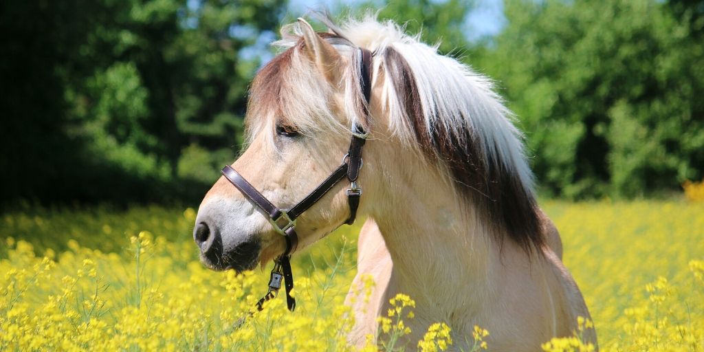 fjord horse temperament